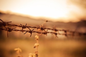 Free- Barbed Wire