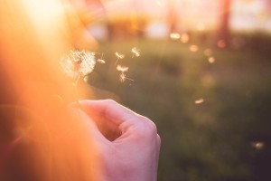 Free- Blowing a DandiLion