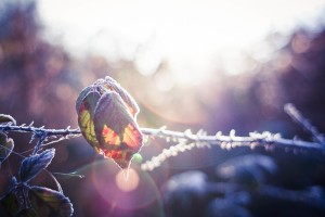 Free- Flower Sprouting