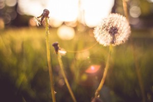 Free- One Dandilion Full & another Empty