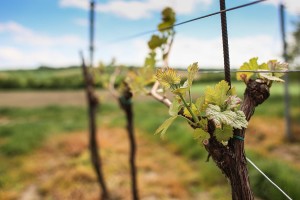 Free- Budding Vine