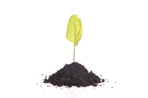 young green plant in soil for agriculture, business growth or environment concepts (isolated on white background)