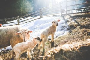 free-lambs